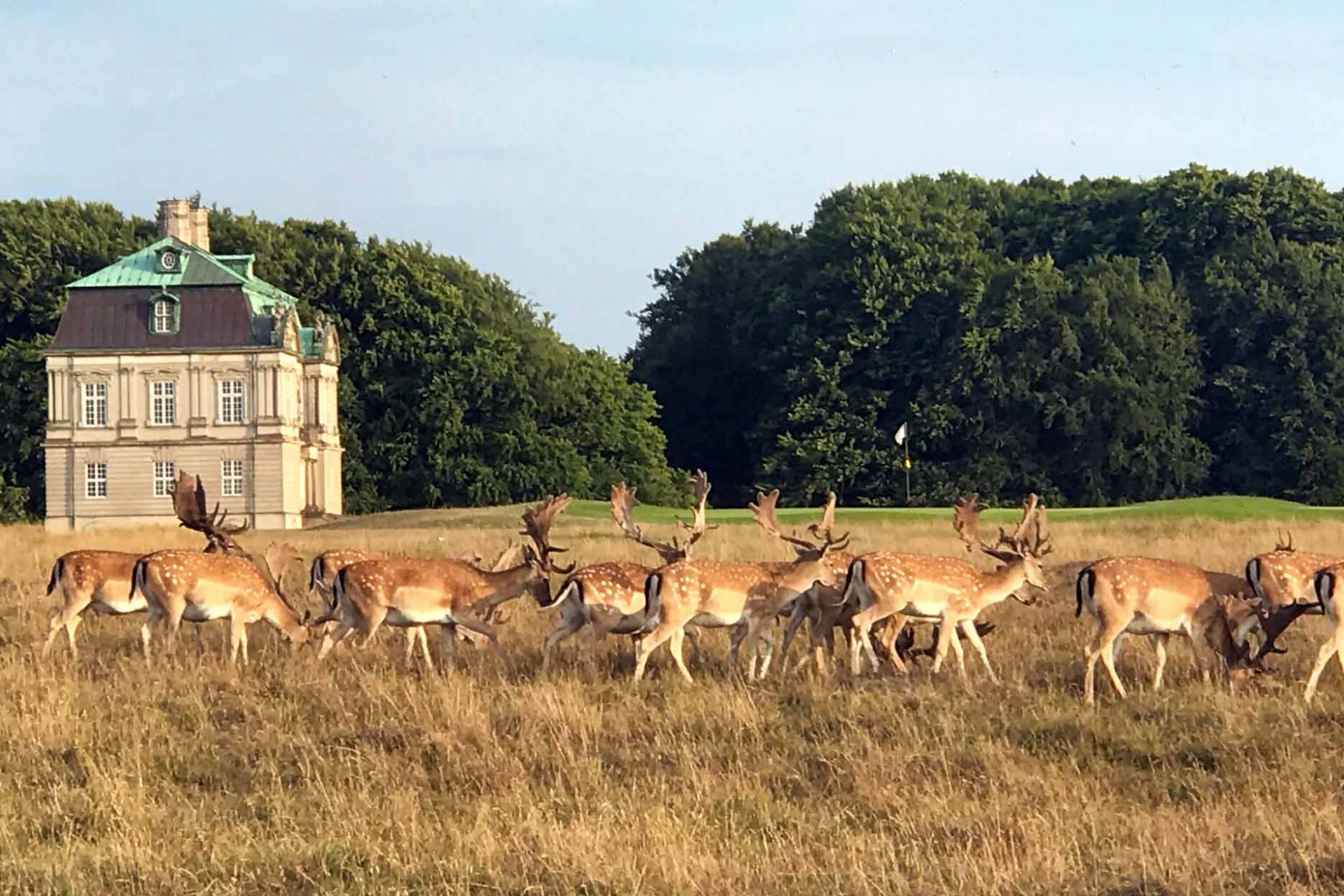 koebenhavns-golf-klub-dyrehaven
