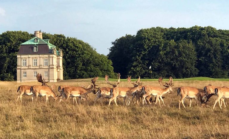 koebenhavns-golf-klub-dyrehaven