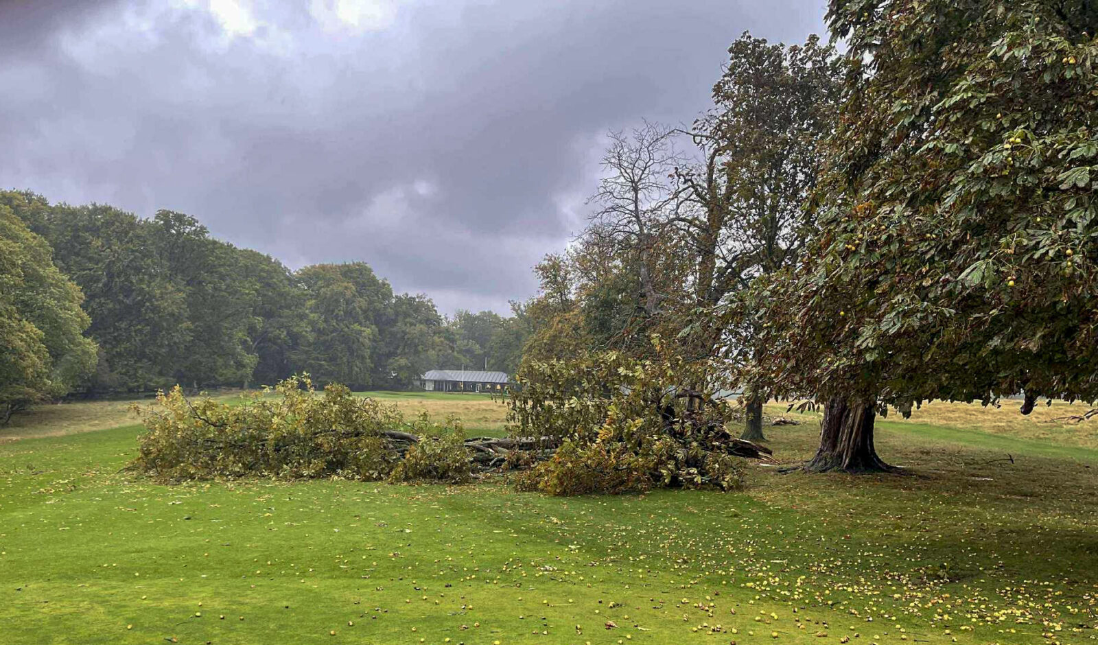 Stormtræ-1st-green