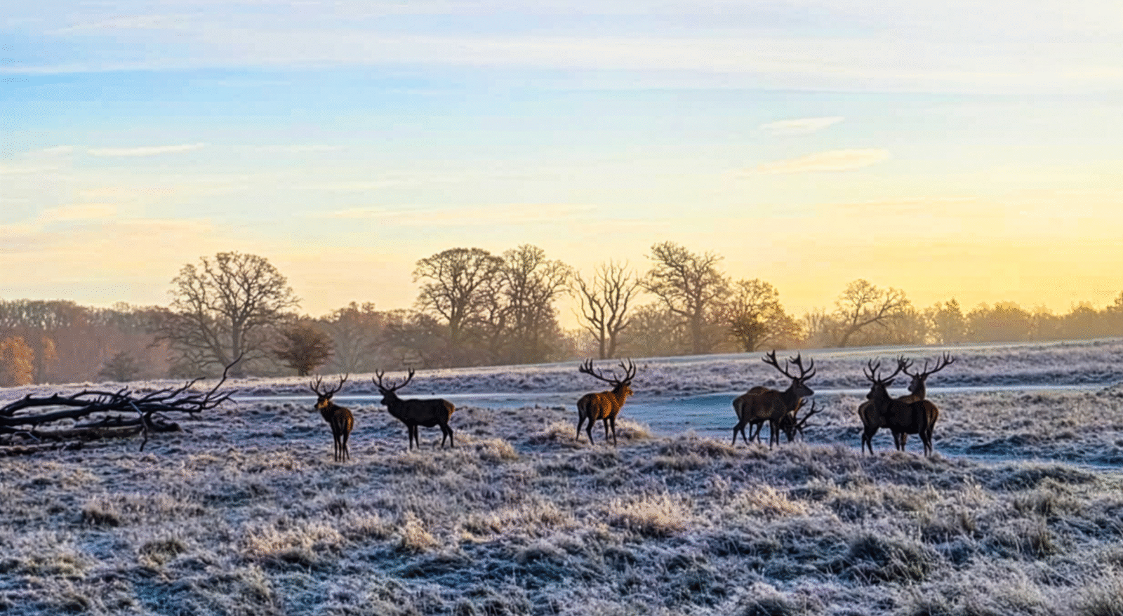 Krondyr i rimfrost_Nicolai Firefly Upscaler 2x skala_CLOSE-UP